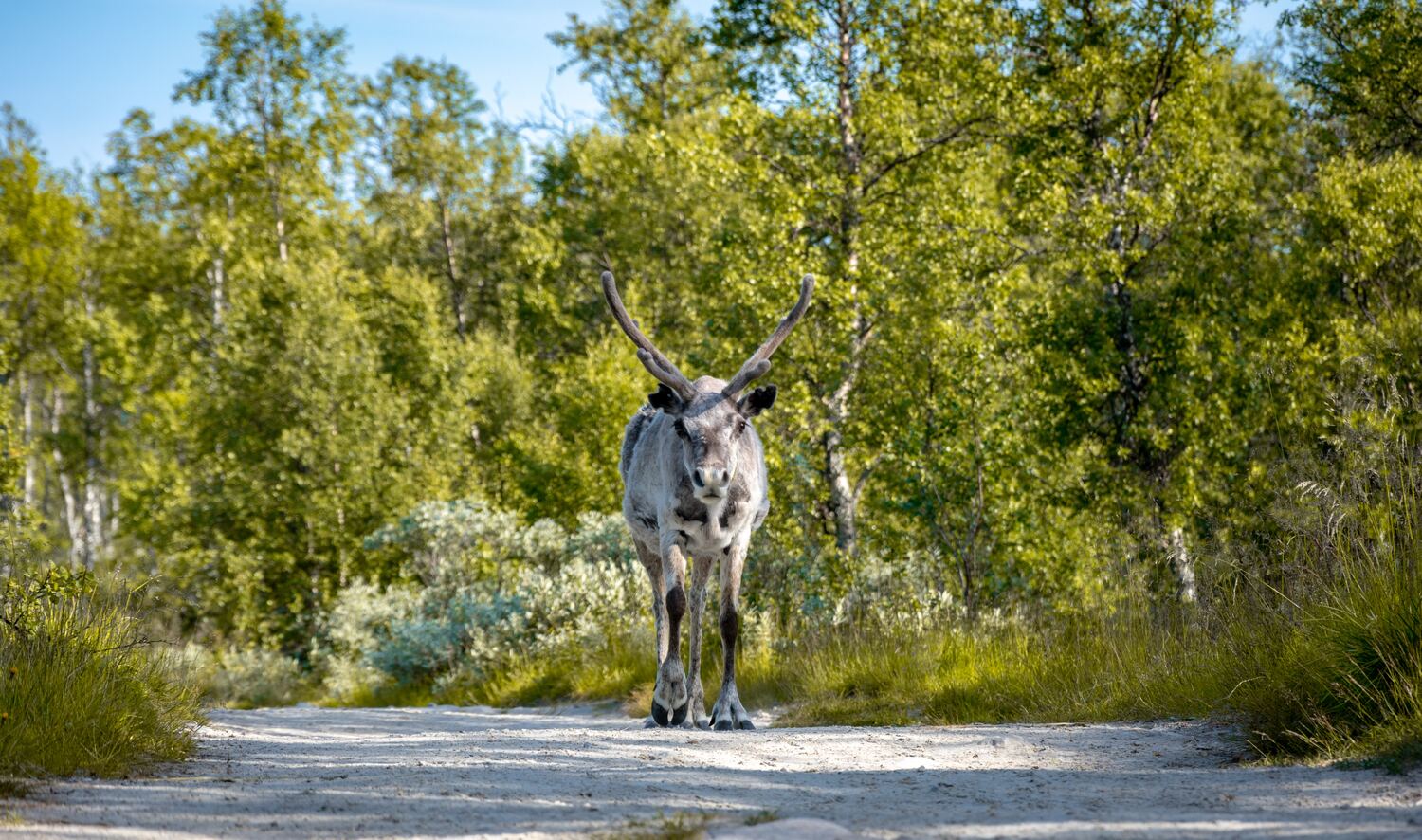 Elgå