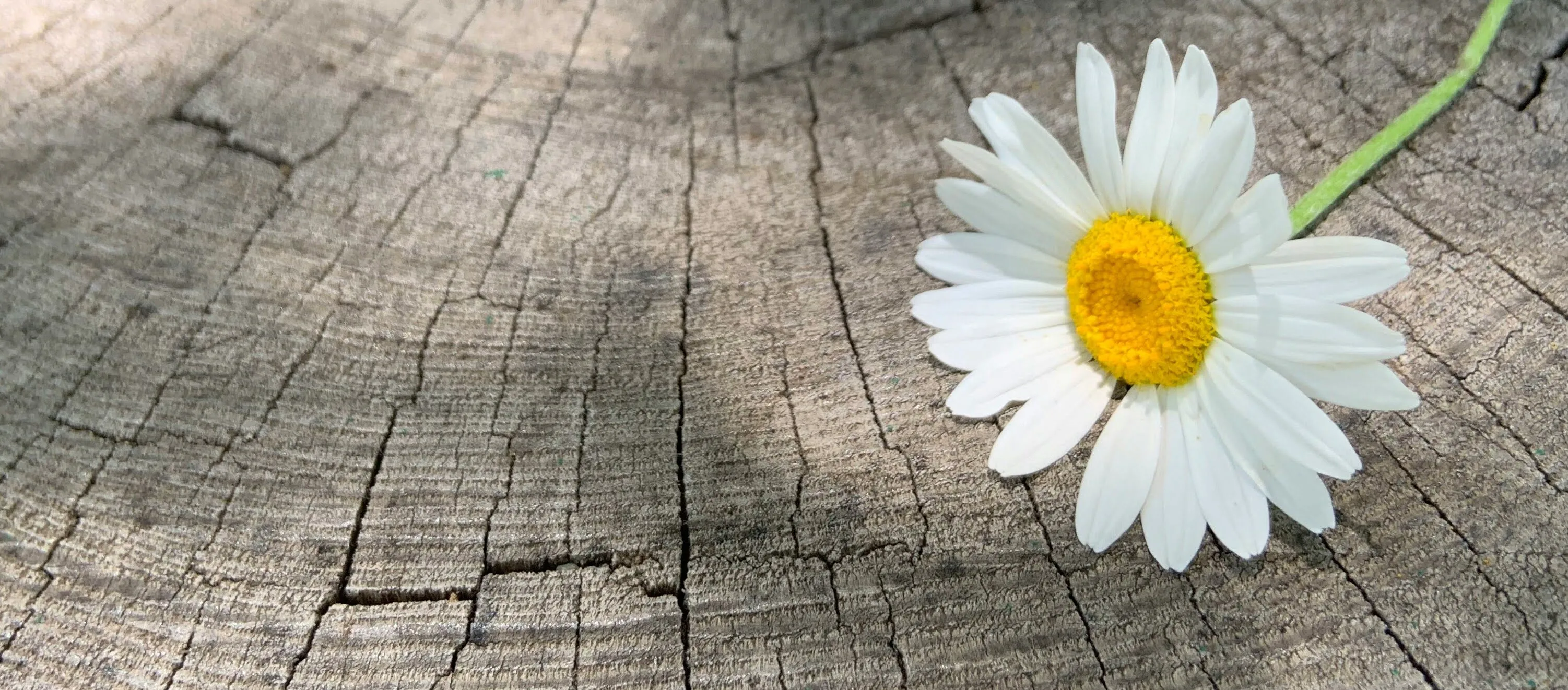 A daisy on a wooden surface