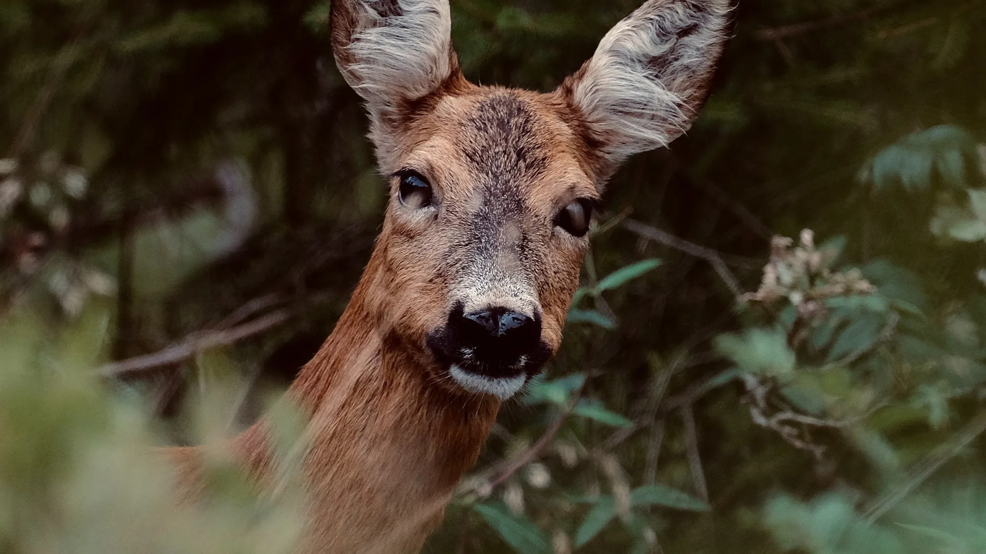 Charming Norwegian village nestled between fjord and mountains