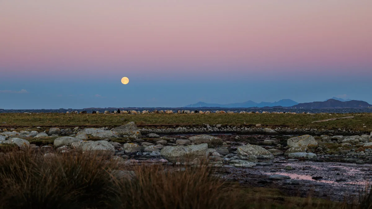 Full moon rising over sheep grazing by the coast at Flemsøya