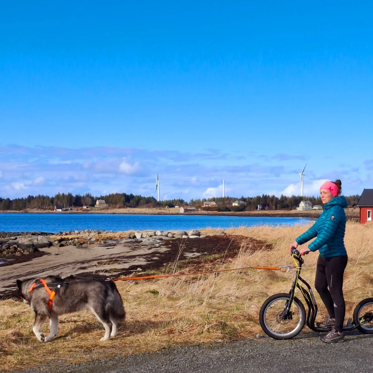 Kodiak the Alaskan Malamute pulling Viktoria on a kicksled through the snowy island landscape