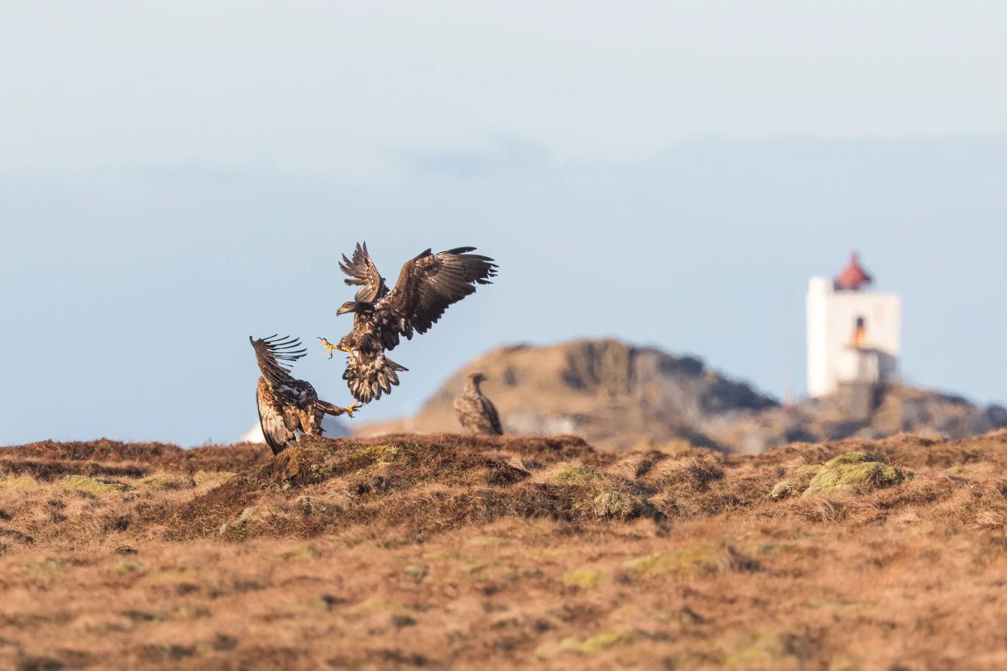 White-tailed eagles battling near Ulla Lighthouse