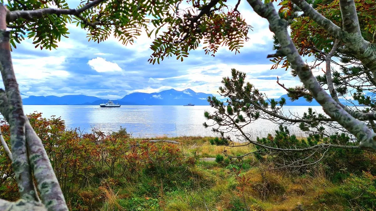Autumn foliage framing a fjord view with distant mountains