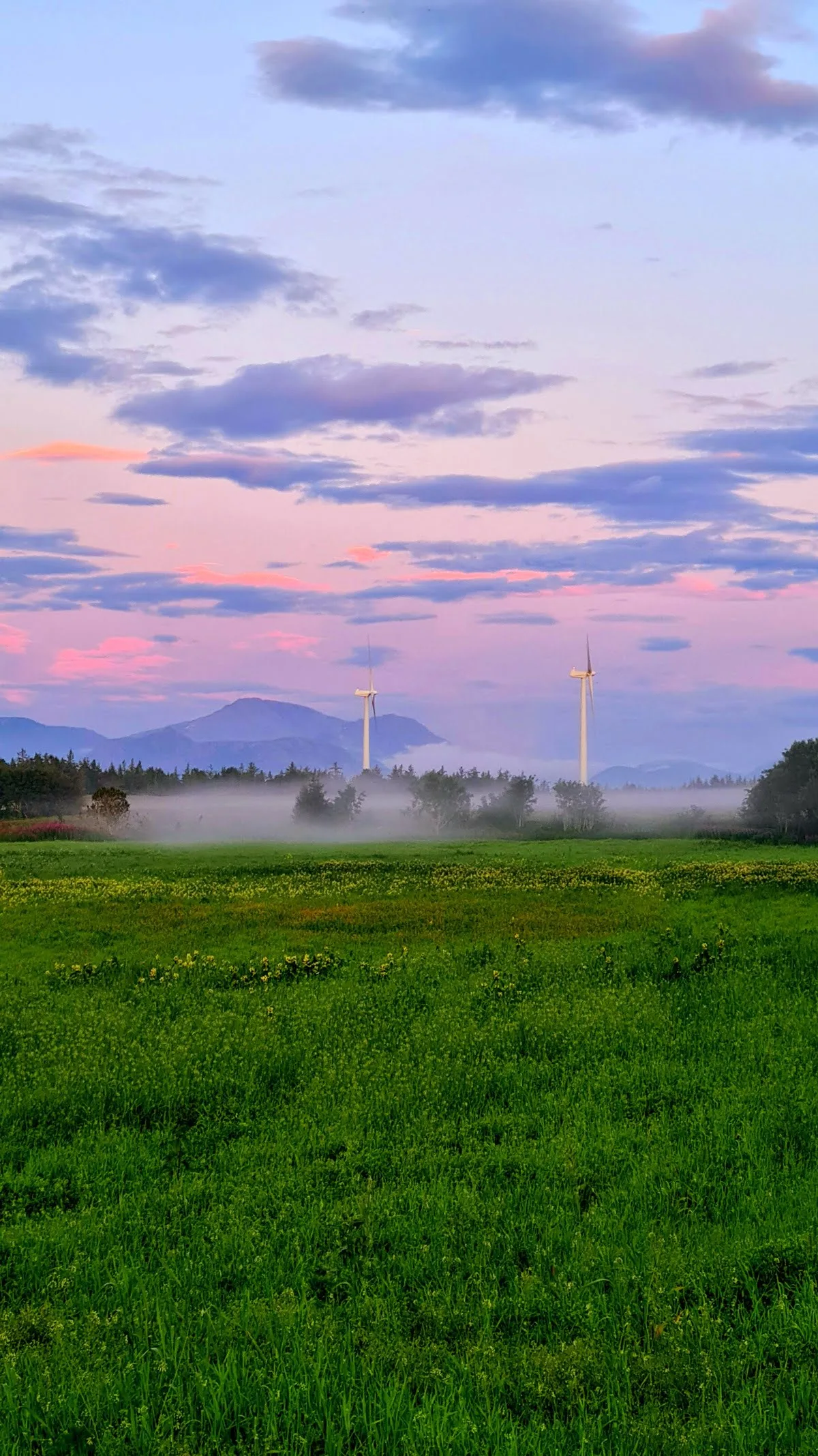 Wind turbines rising through morning mist over green fields