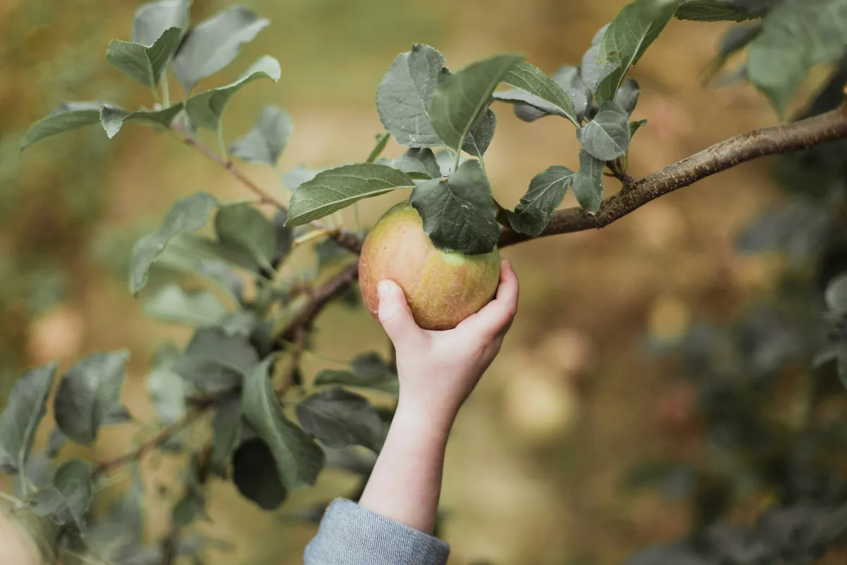A child’s hand reaching up to pick a ripe apple from a branch in an autumn orchard