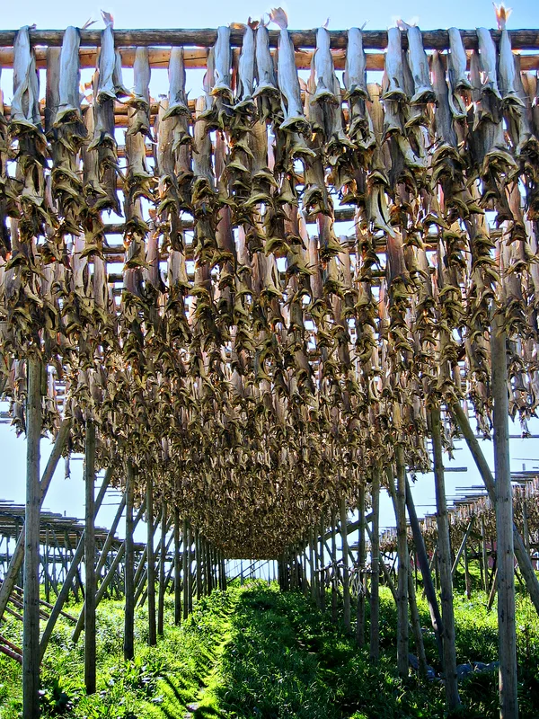 Rows of stockfish hanging out to dry on traditional wooden racks in Northern Norway under a blue sky