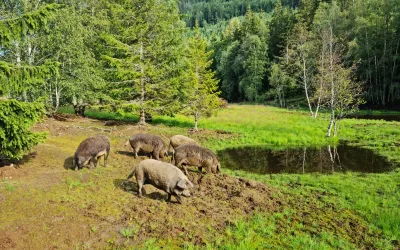 Mangalitsa wool pigs in Setesdal