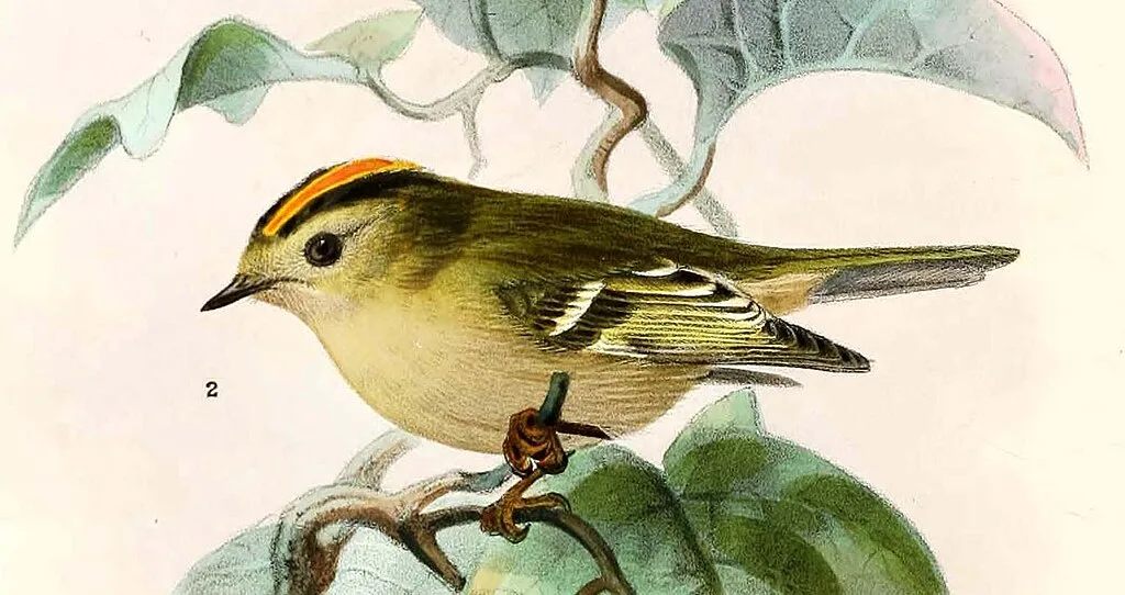 Historic illustration of a goldcrest by H. E. Dresser from the 1870s