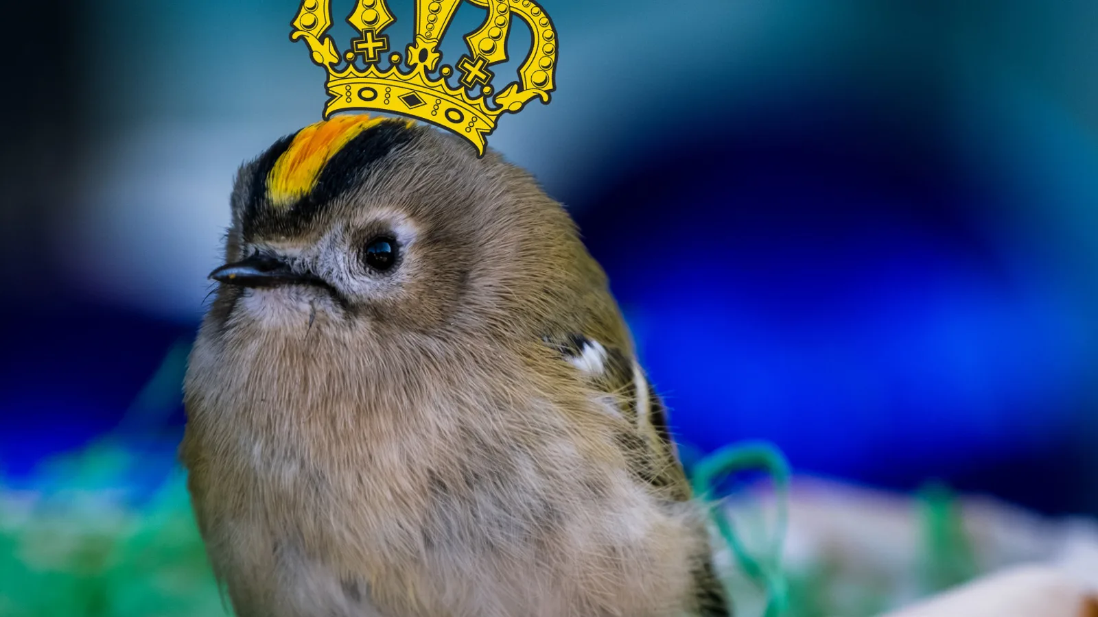 A goldcrest (fuglekonge) perched on a branch, showing its bright golden crown stripe