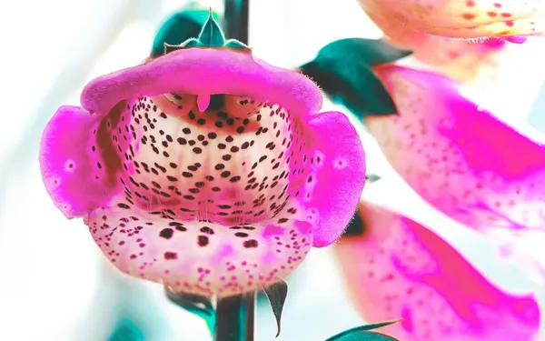 Poisonous plant blossoms in a Norwegian garden