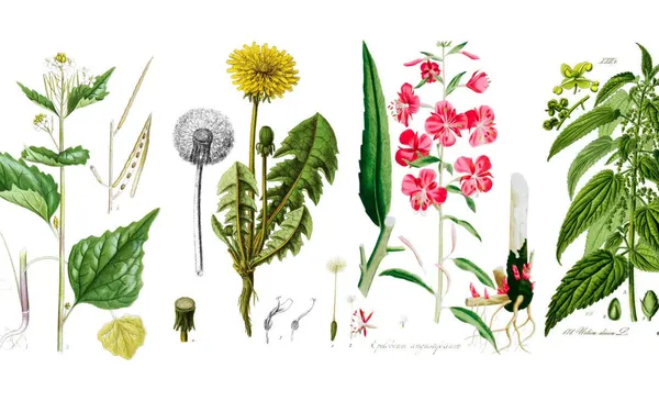 Wild edible plants growing in a Norwegian meadow