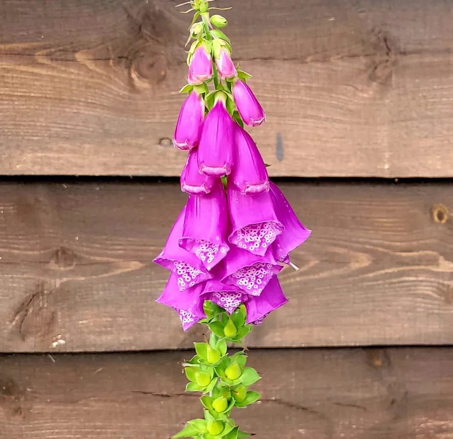 Purple foxglove flowers in front of a wooden wall