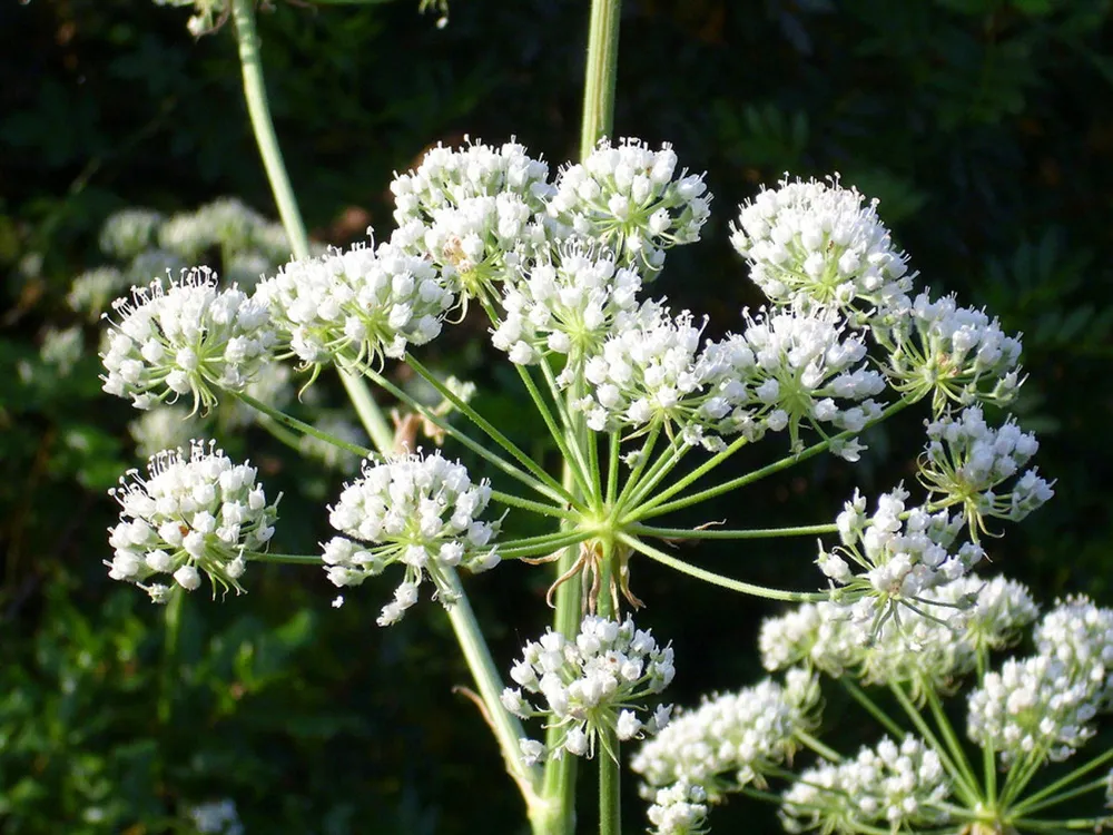 Hemlock plant with white flower clusters and distinctive red-spotted stem