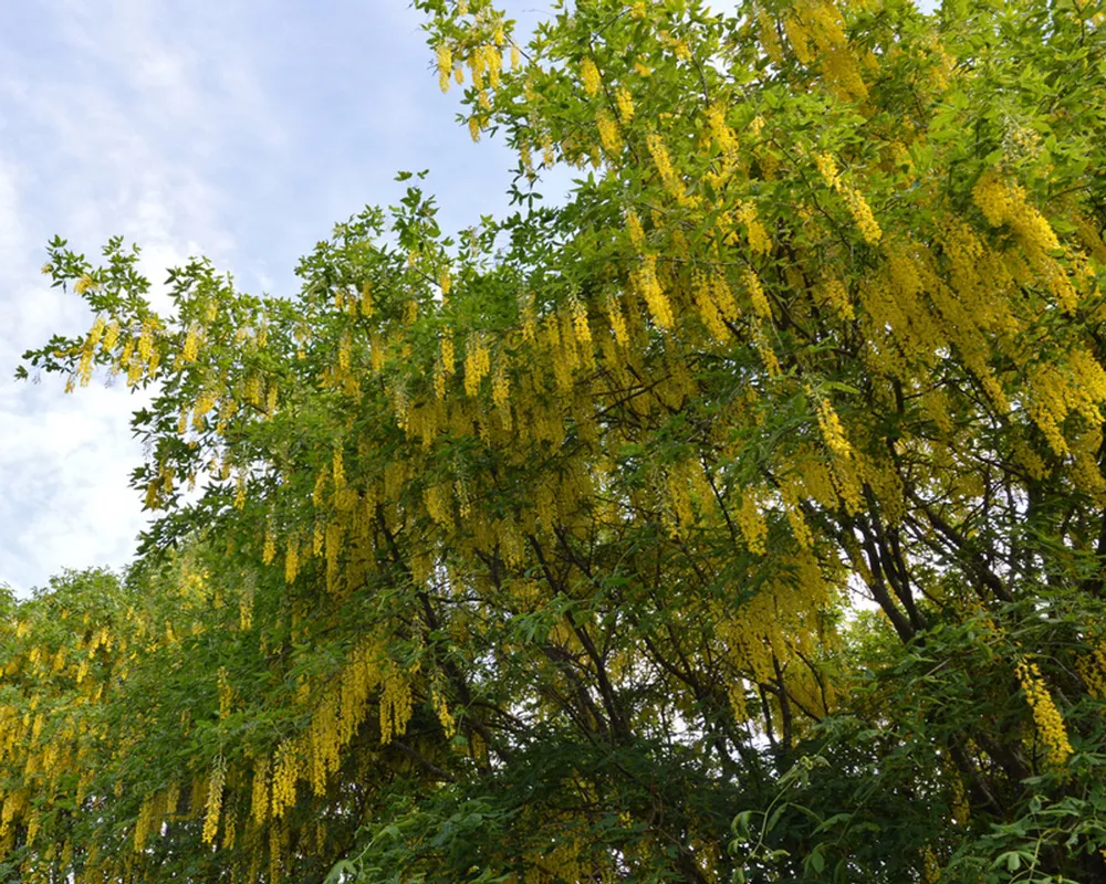 Golden chain tree with cascading clusters of bright yellow flowers in Bærum, Norway