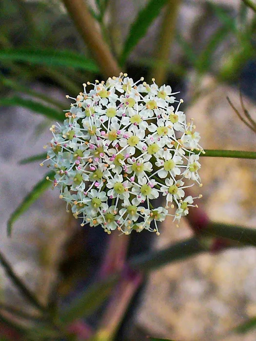 Northern water hemlock plant with white umbrella-shaped flower clusters
