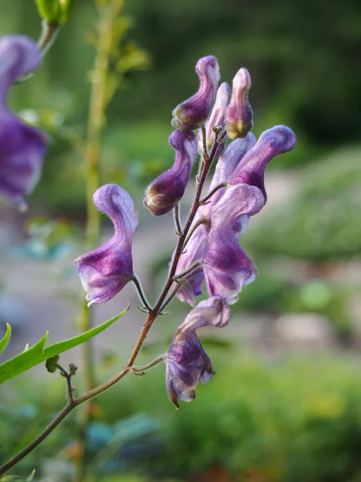 Northern wolfsbane with purple helmet-shaped flowers on a tall stem
