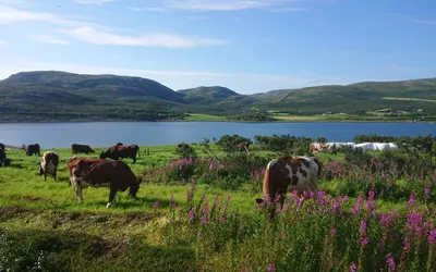 Bekkarfjord village by the fjord in northern Norway