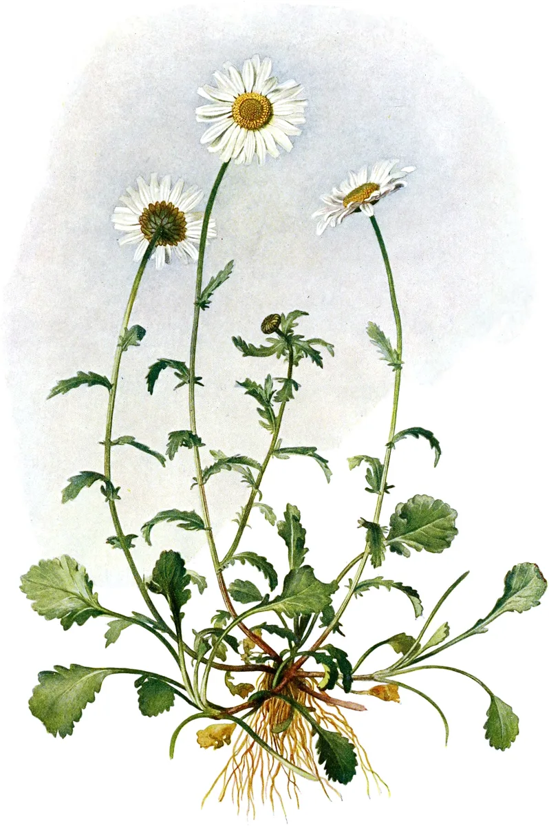 Vintage botanical illustration of an oxeye daisy plant, showing roots, stems, lobed leaves, buds, and fully bloomed flowers in fine watercolour detail