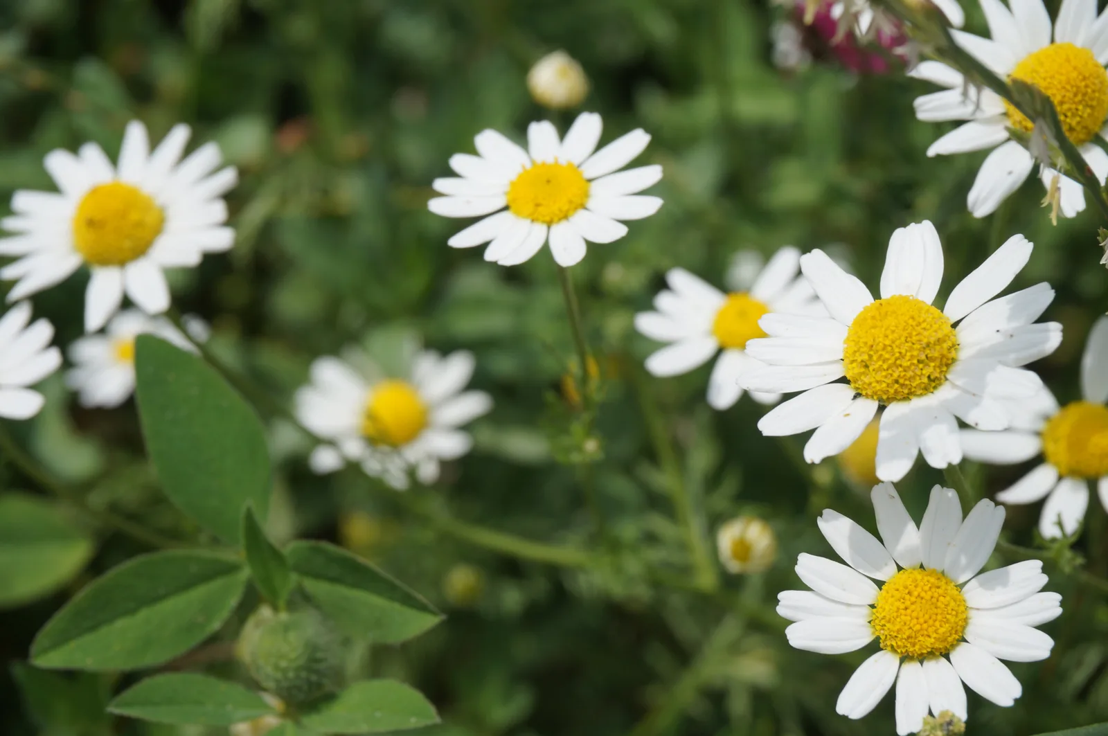 Close-up of white daisies with bright yellow centres blooming in a green summer meadow