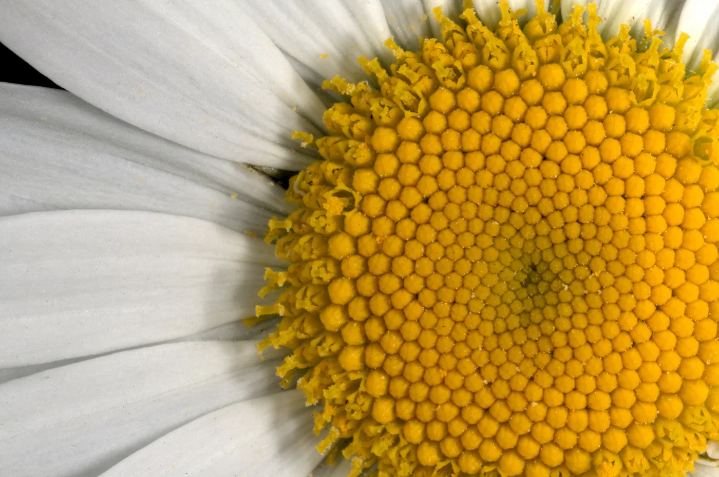 Extreme close-up of an oxeye daisy’s golden central disc, revealing the intricate spiral pattern and tiny tubular florets