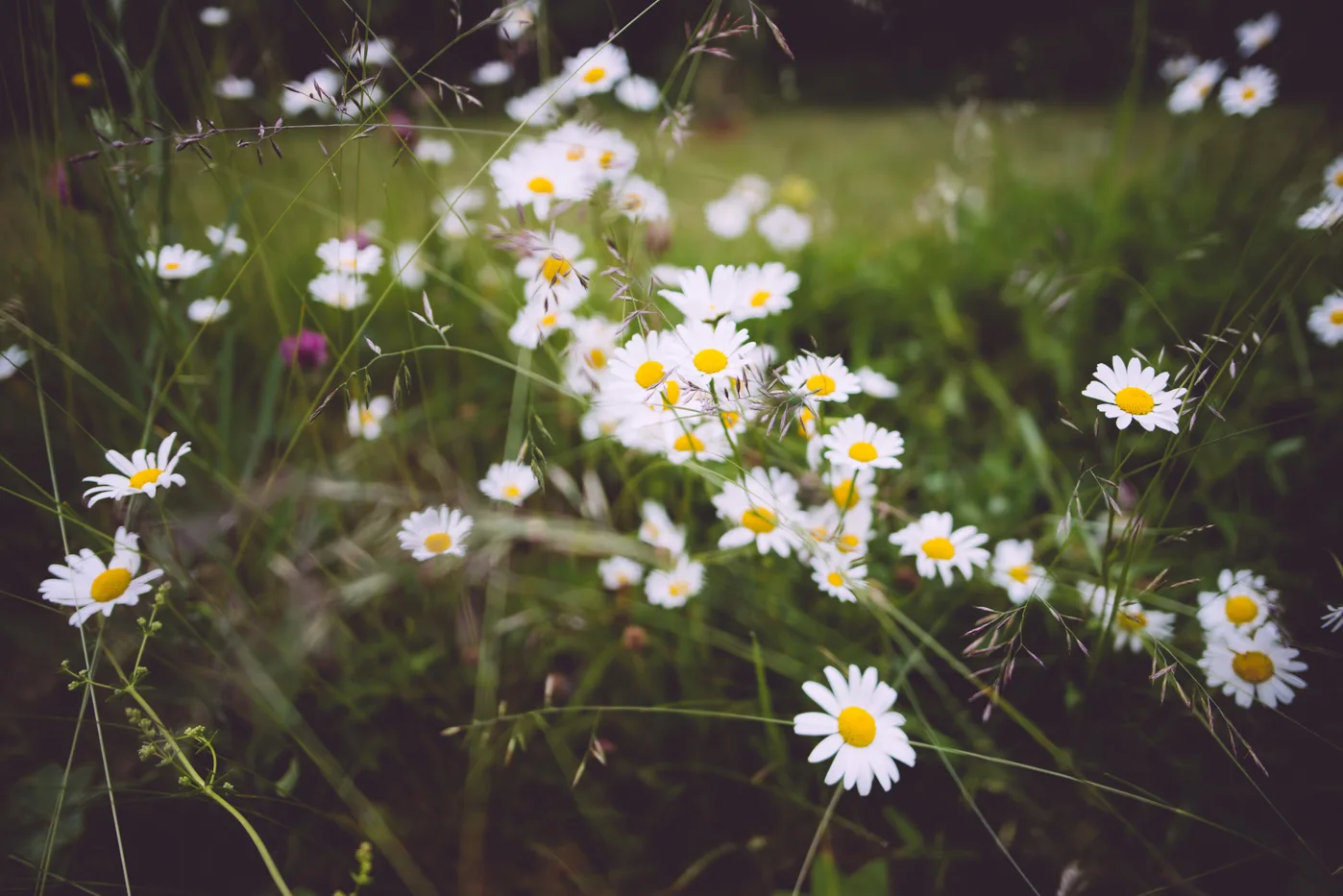 A cluster of daisies blooming in a sunlit summer meadow, surrounded by tall grass and soft greenery