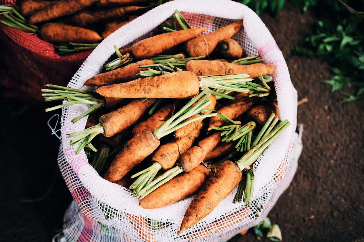 A bag of freshly harvested homegrown carrots with green tops