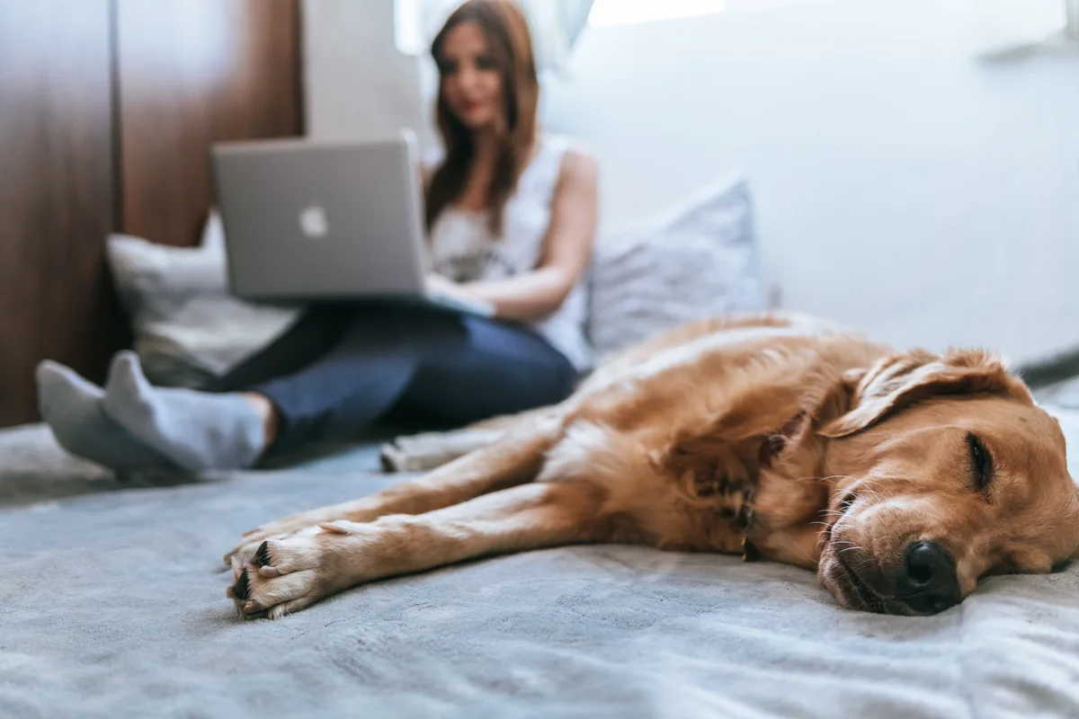 A woman working from home on a laptop with a dog lying on the bed beside her