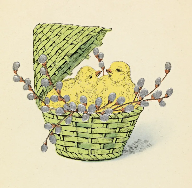 Vintage illustration of two yellow chicks sitting in a green woven basket surrounded by pussy willow branches
