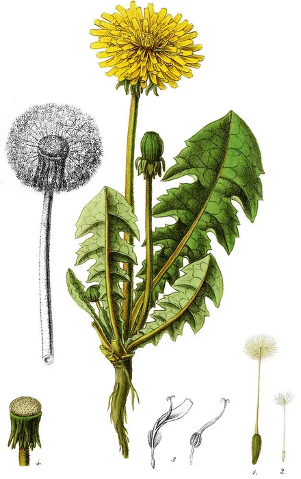 Vintage botanical illustration of dandelion