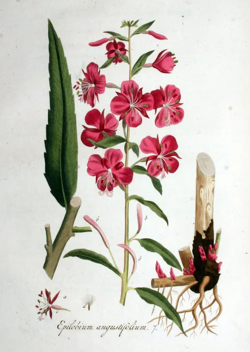 Vintage botanical illustration of fireweed