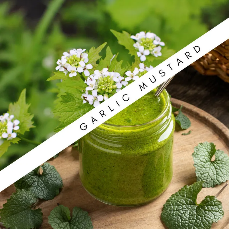 Garlic mustard plant alongside a prepared garlic mustard dish