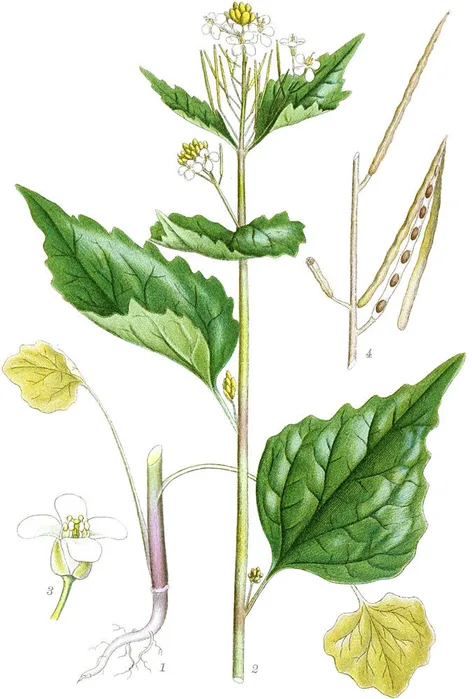 Vintage botanical illustration of garlic mustard