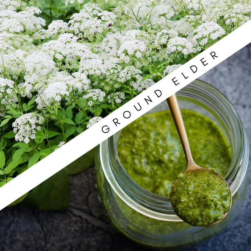 Ground elder plant alongside a prepared ground elder dish