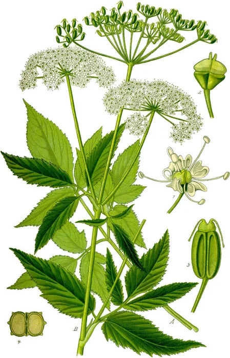 Vintage botanical illustration of ground elder