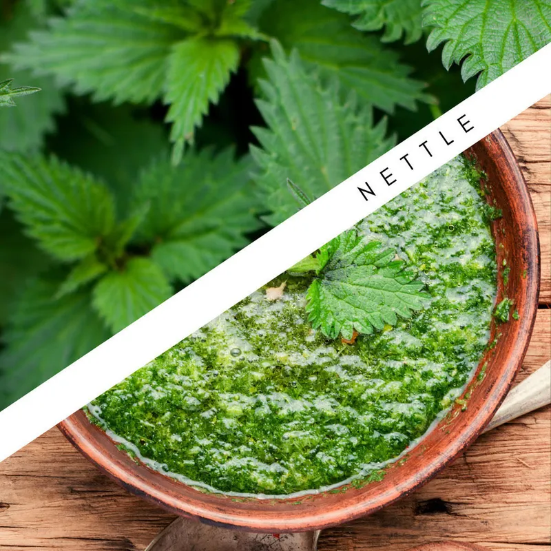 Common nettle plant alongside a finished nettle dish