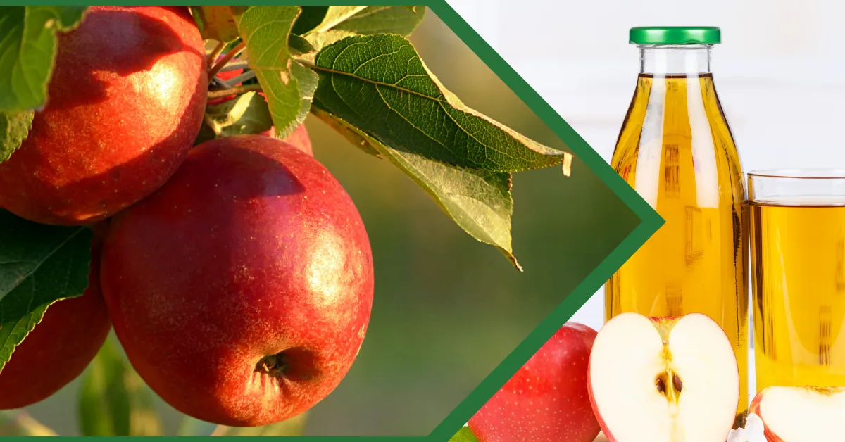 Red apples on a tree branch on the left and a glass of fresh apple juice on the right
