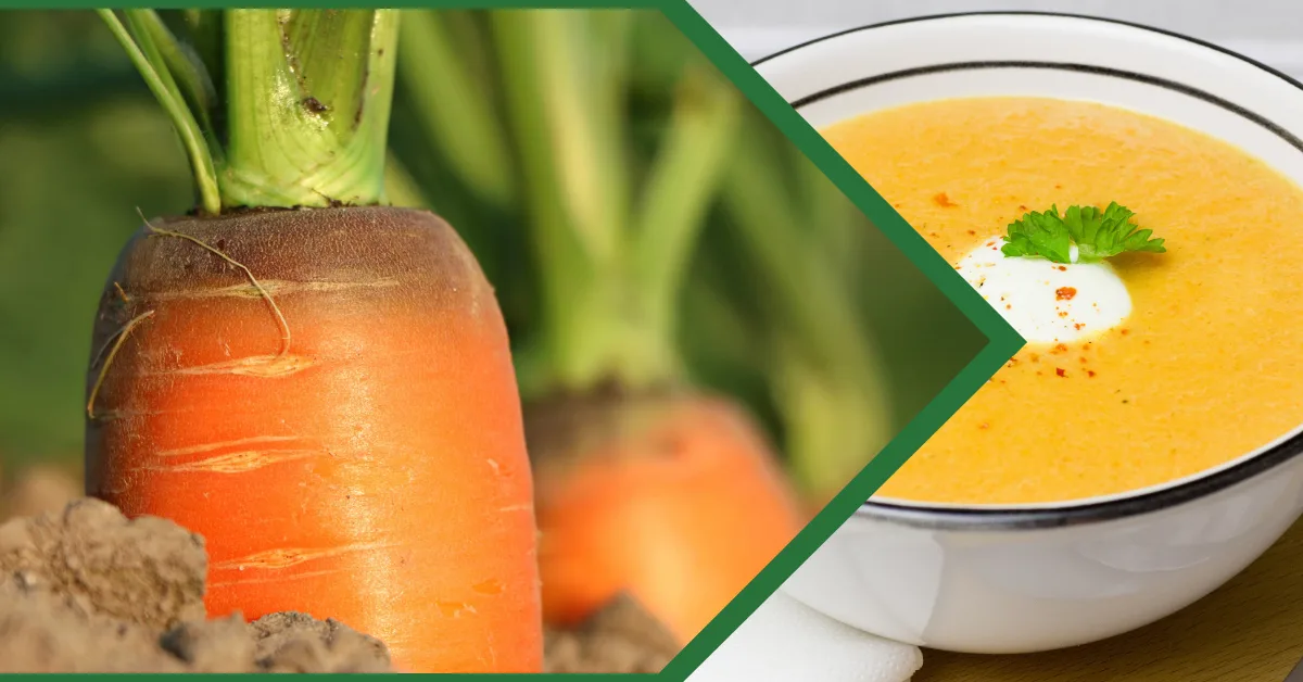Fresh carrots growing in earth on the left and a bowl of golden carrot soup garnished with parsley on the right