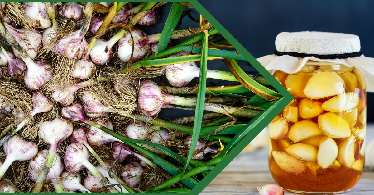 Whole garlic bulbs and cloves on the left and garlic bread on the right