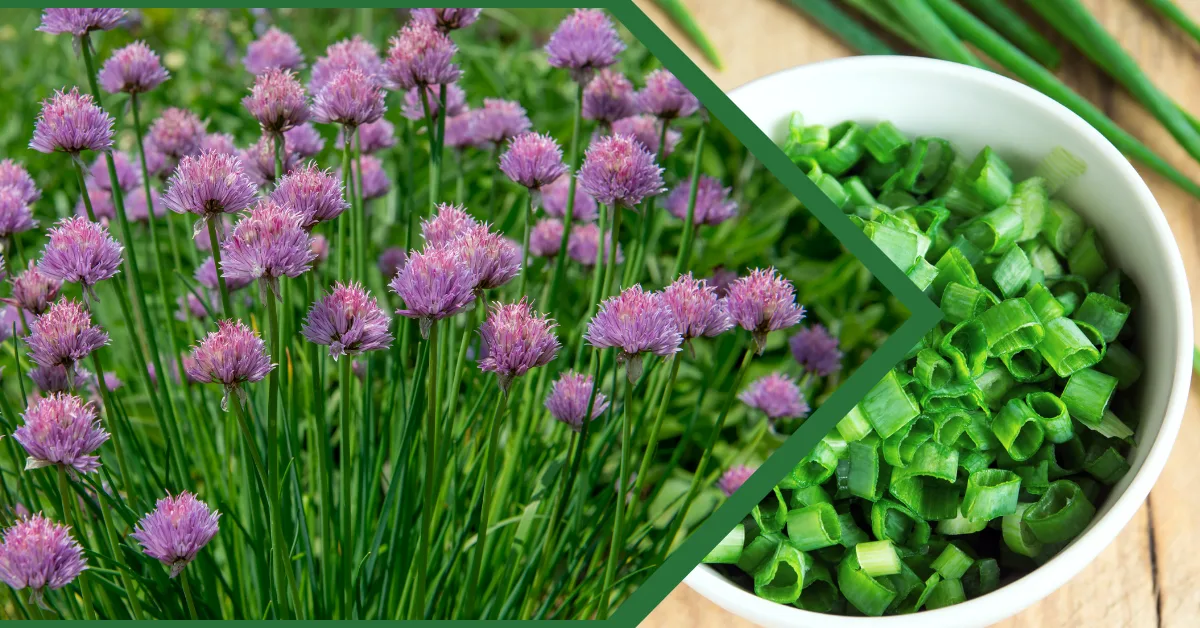 Fresh chives and herbs growing in a garden on the left and dried herbs in jars on the right