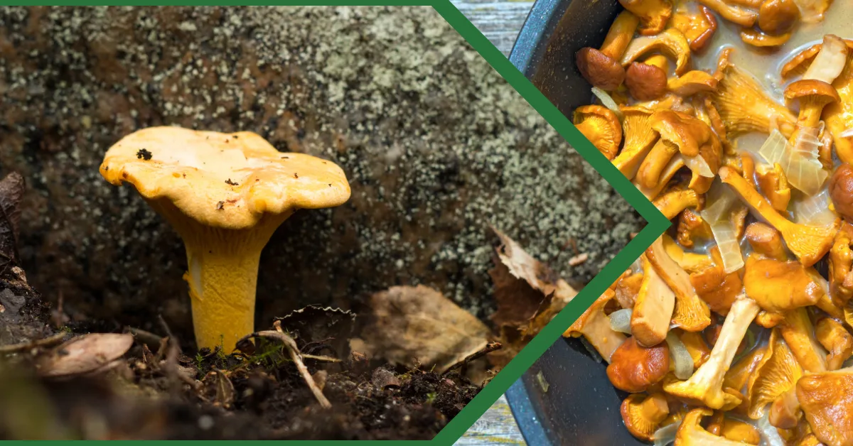 Wild chanterelle mushrooms growing among forest moss on the left and prepared mushroom dish on the right