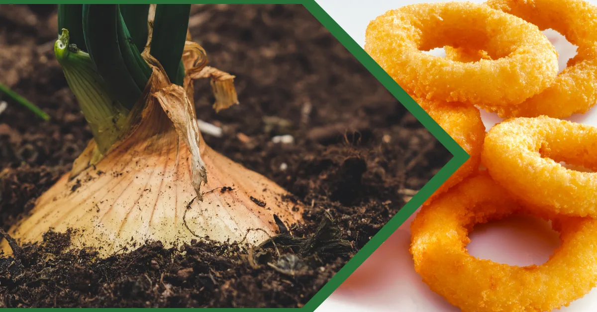 Whole raw onions on the left and golden fried onion rings on the right