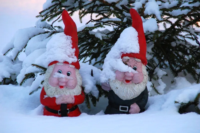 Two red garden gnomes half-buried in snow beneath a spruce tree