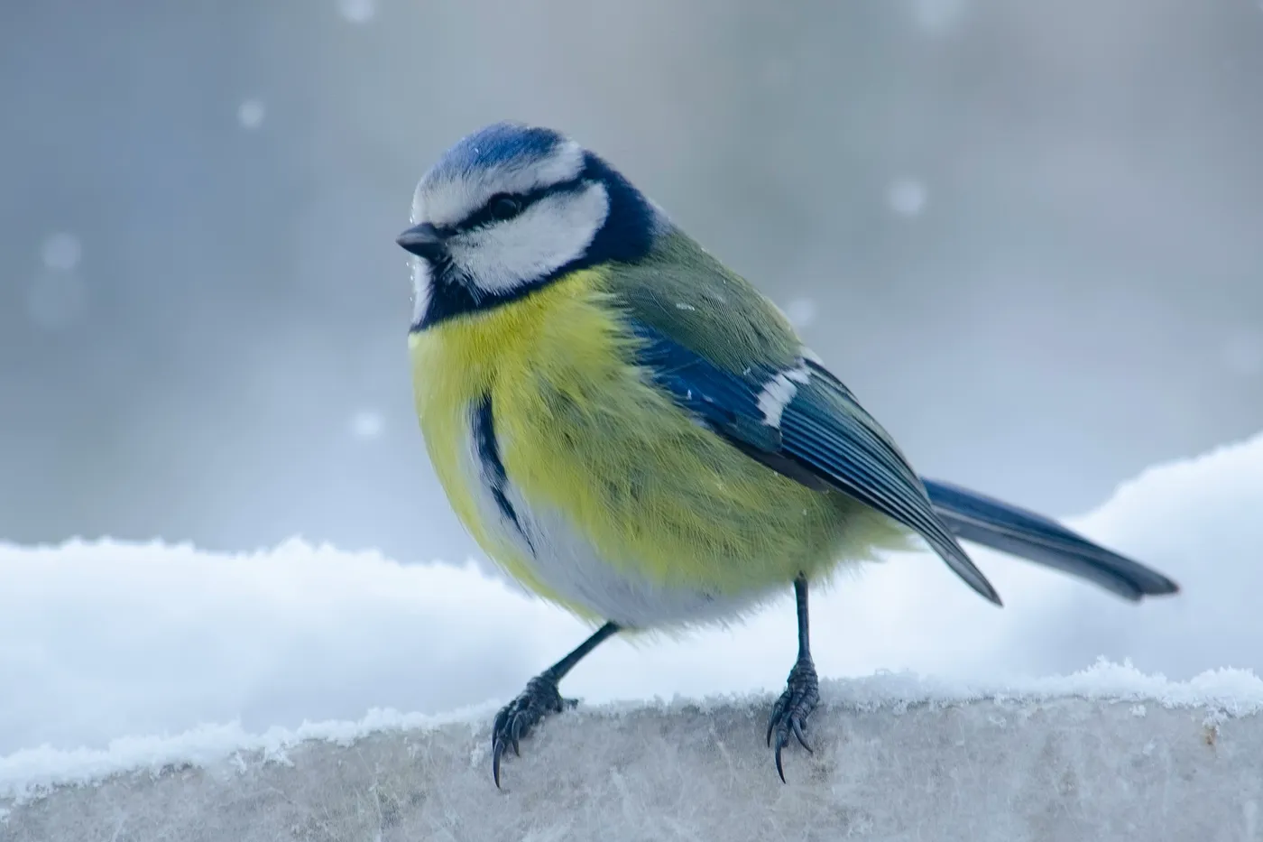 A blue tit perched on a snowy ledge during a Norwegian winter