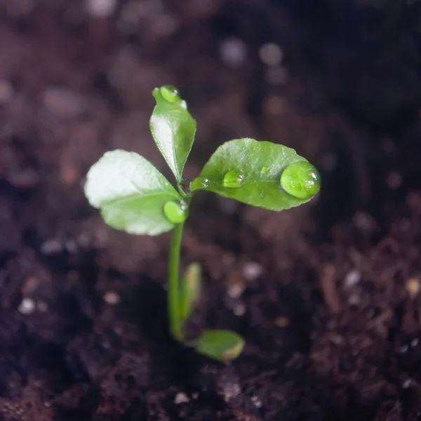 A tiny green seedling with water droplets emerging from dark soil