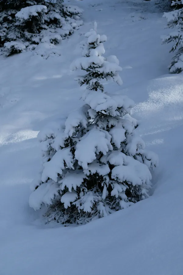A small spruce tree weighed down by heavy snow in a Norwegian winter garden