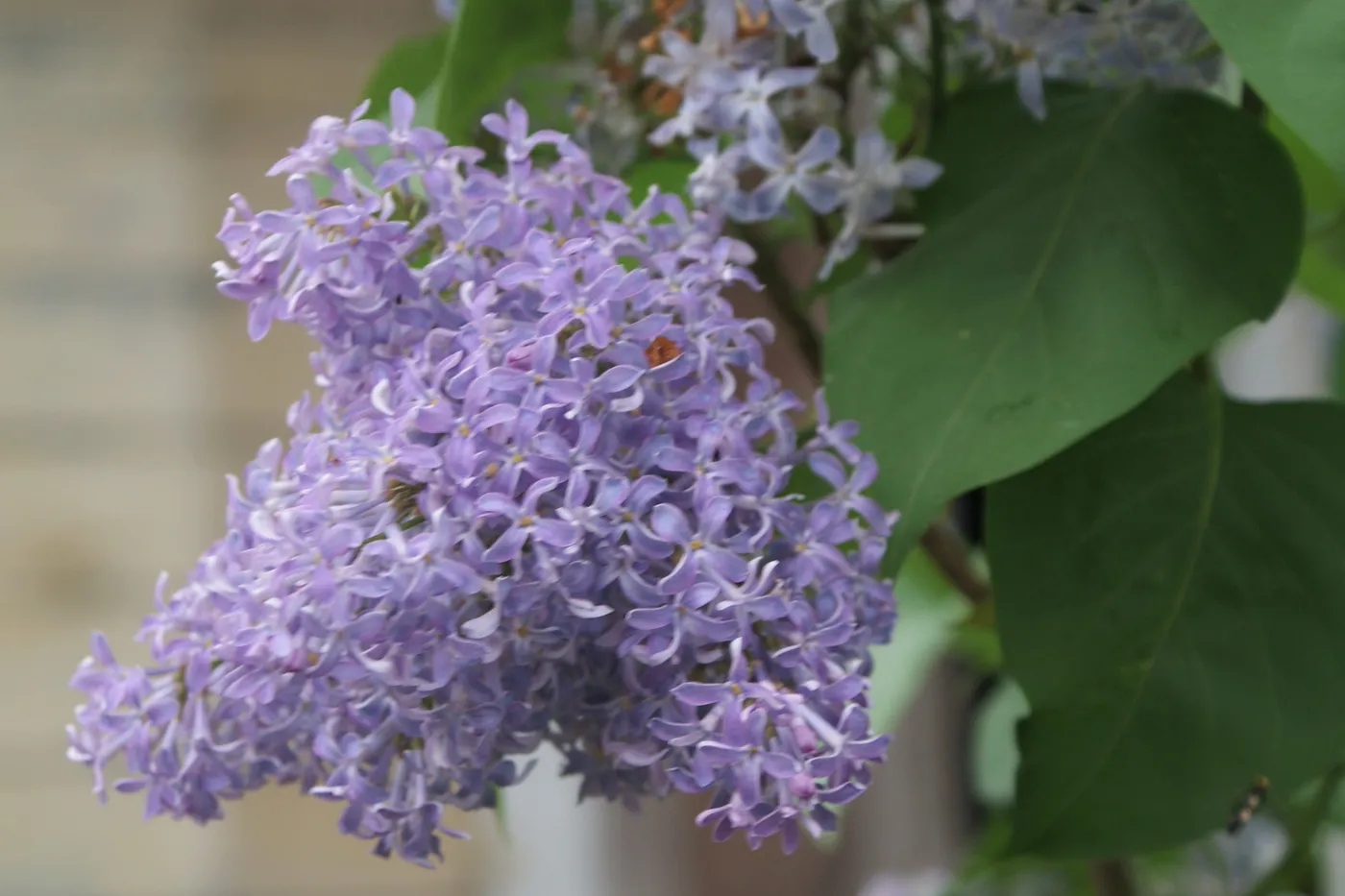 Purple lilac blossoms in a Norwegian garden in May