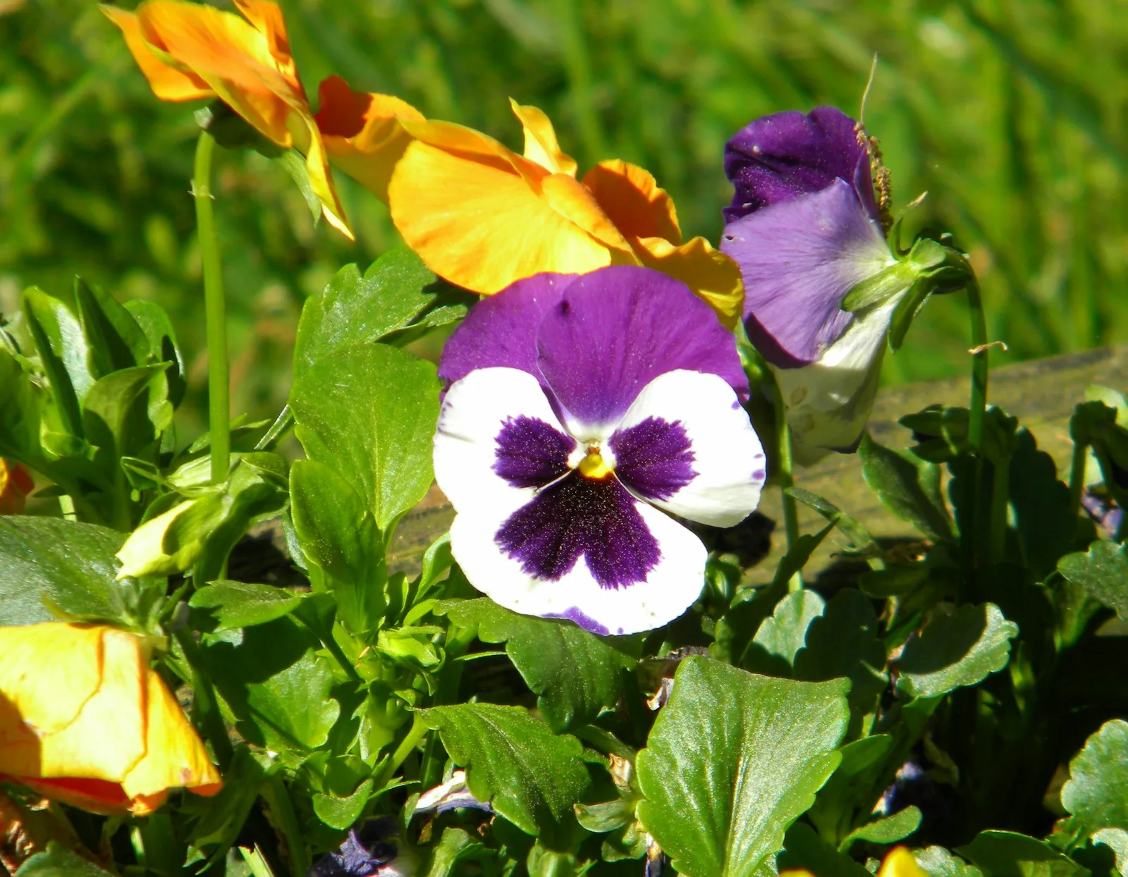 Purple and yellow pansy flower in bloom