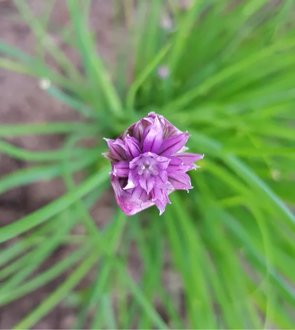 Botanical illustration of the potato plant, Solanum tuberosum, showing flowers, leaves, roots and tubers