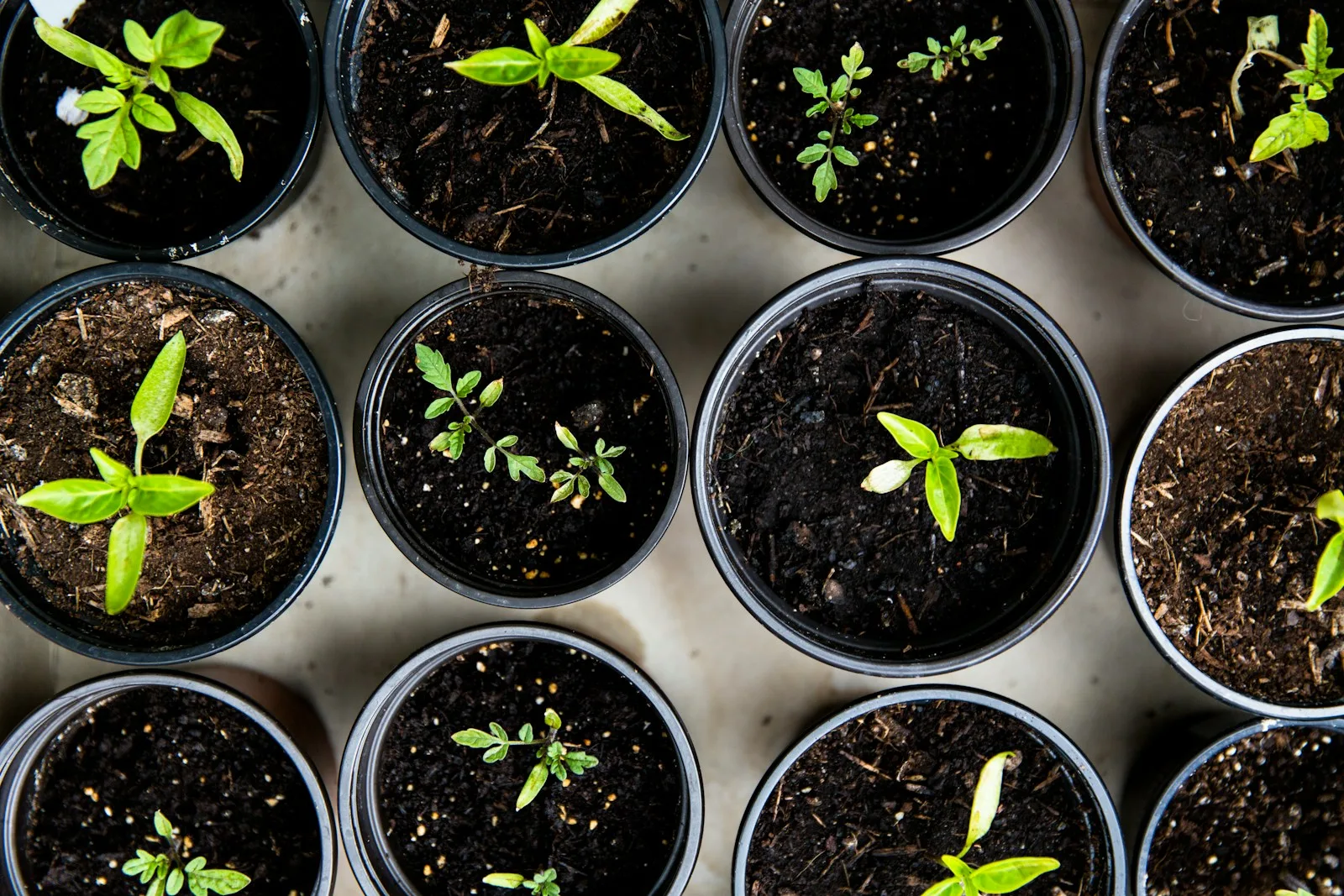 Young green seedlings in black nursery pots, ready for planting