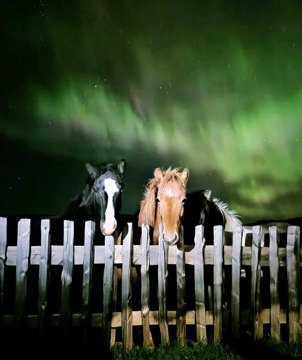 Two Icelandic horses looking over a wooden fence with the green northern lights dancing in the night sky above